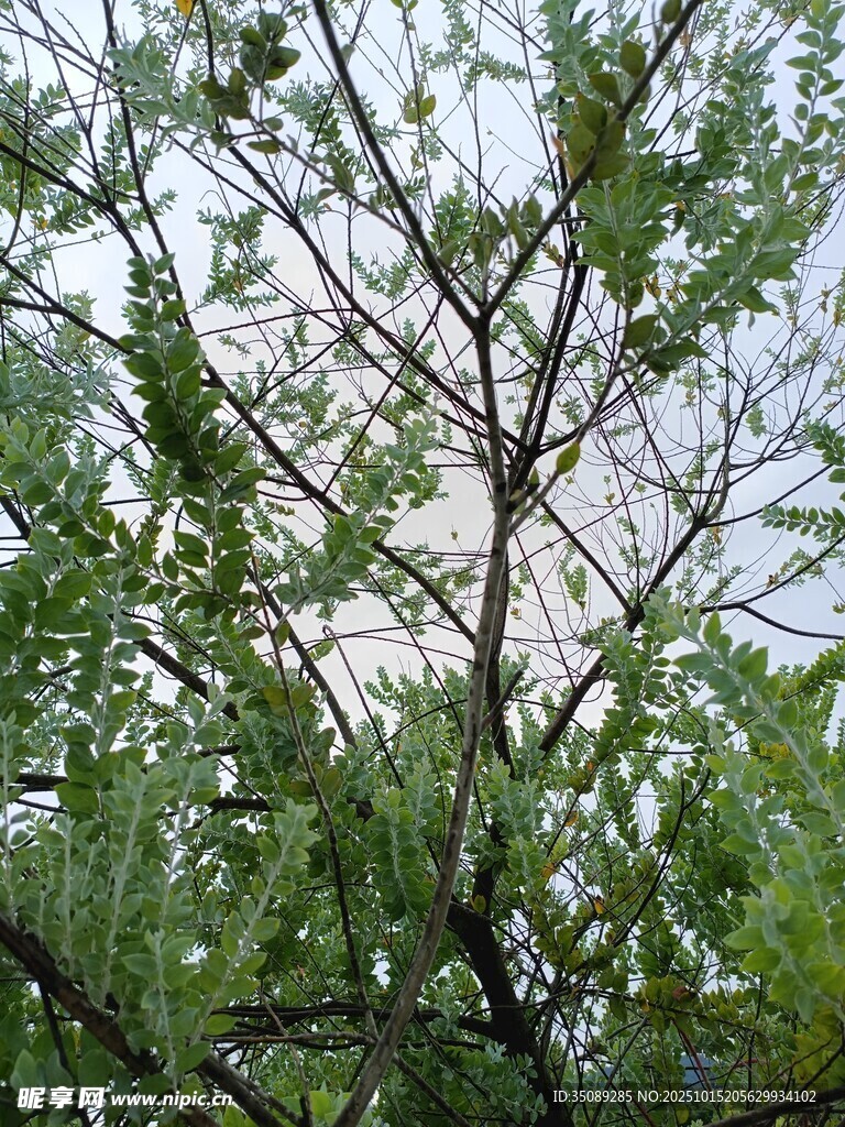 枝叶繁茂的绿树景观