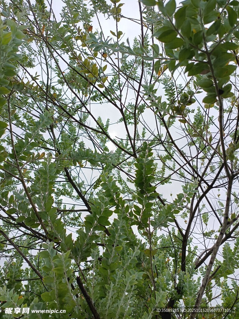 繁茂绿树枝叶舒展
