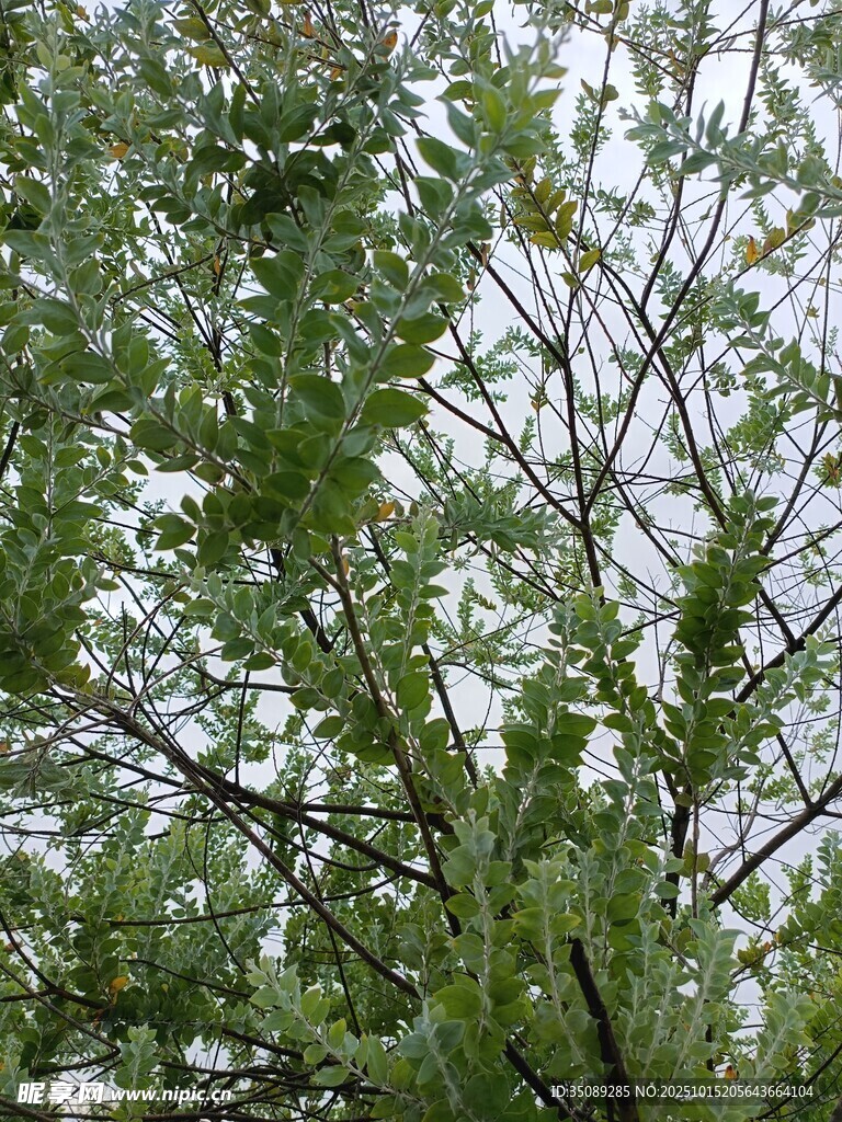 繁茂枝叶的绿意景象