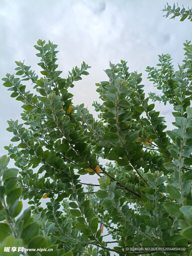 枝叶繁茂的绿树