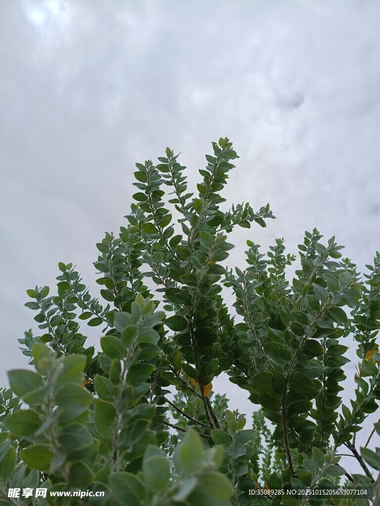 天空下的葱郁绿植