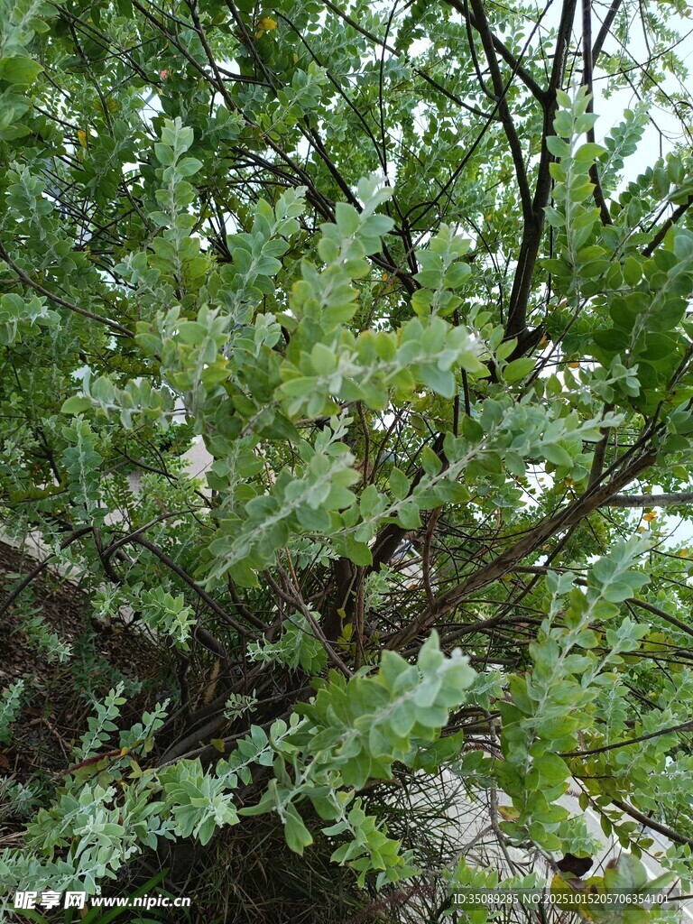 繁茂绿植特写