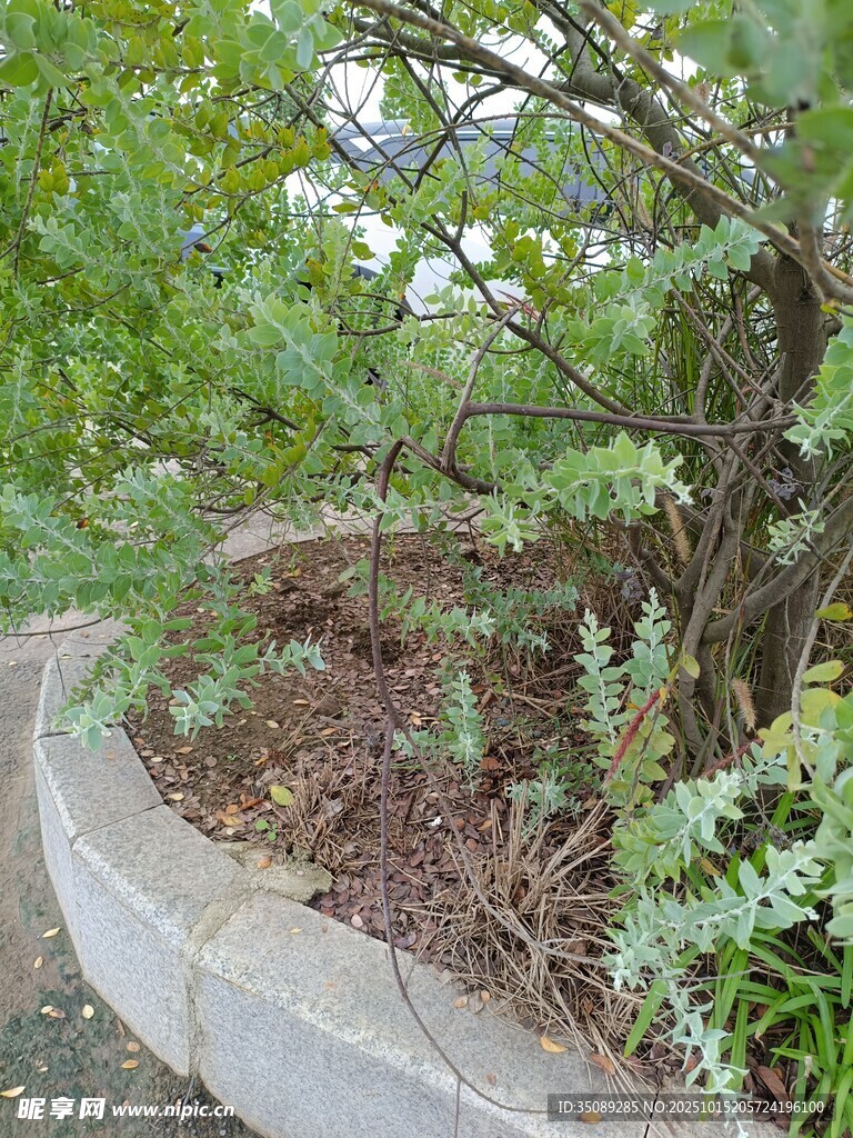 花园中的绿植与石砌花坛