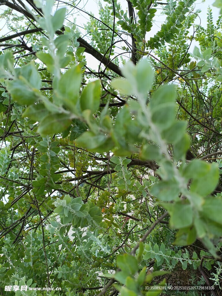 绿叶繁茂的树枝景象