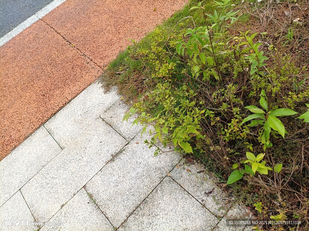 路边砖石旁的绿色植物