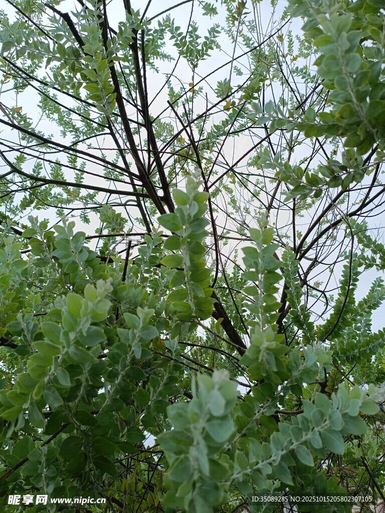 繁茂枝叶间的自然景致