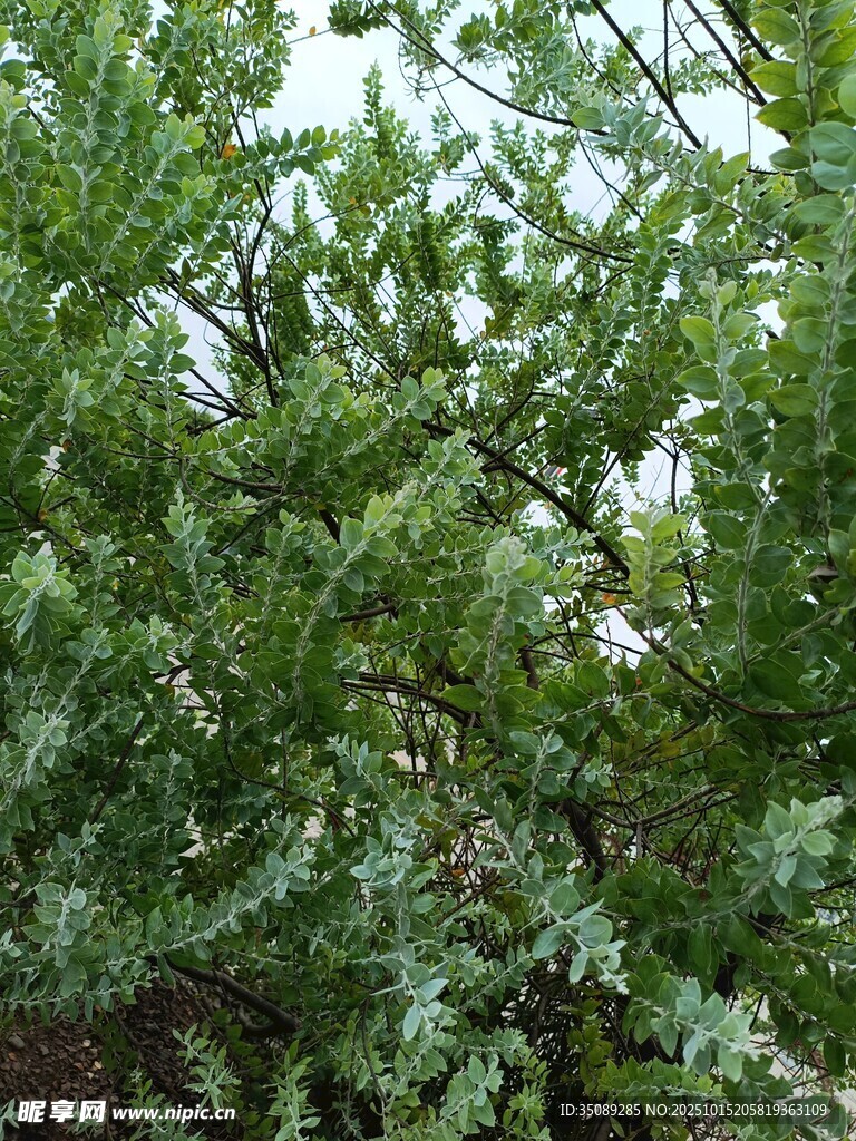 翠绿繁茂的植物枝叶