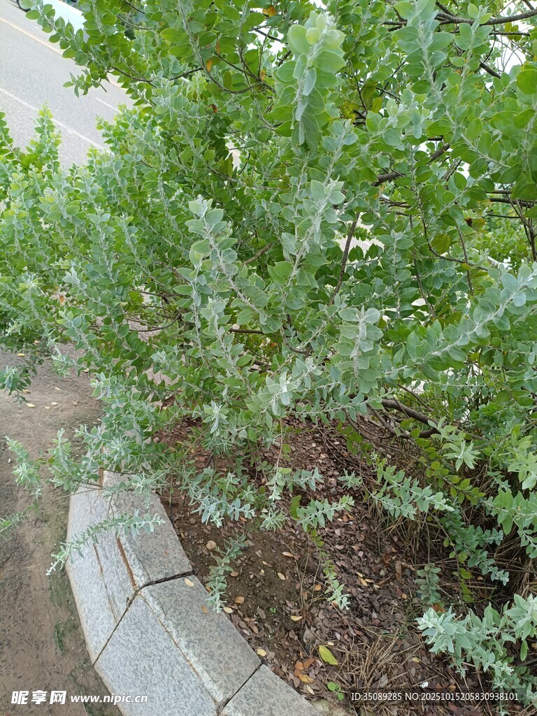 路边绿植景观