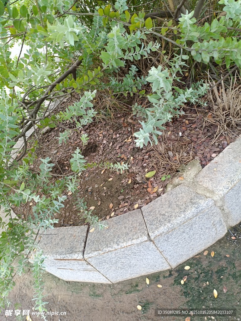 石砌花坛边的绿植景观