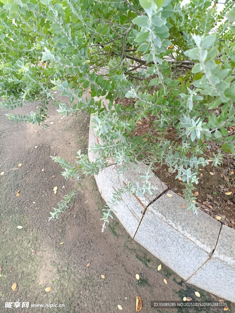 路边绿植与弧形石边景观