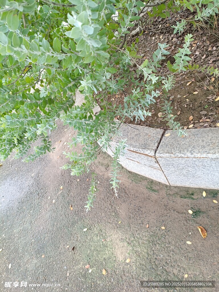户外地面与绿植景观