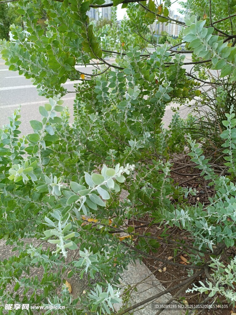 绿叶繁茂的植物景观