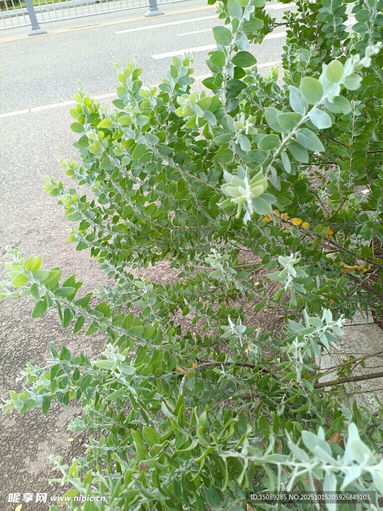 绿叶繁茂的带刺植物
