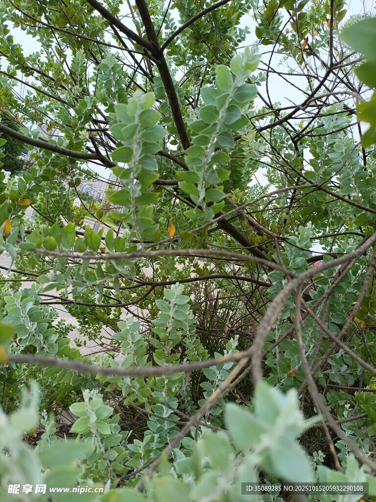 繁茂绿植间的自然景象