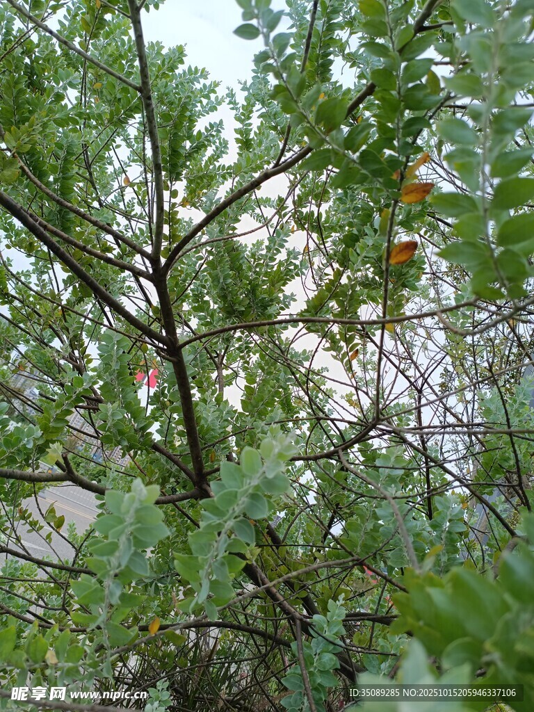 茂密树林中的繁茂绿树