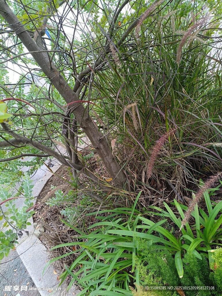 路边绿植景观