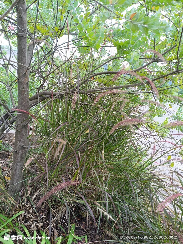 野外繁茂的绿植景观