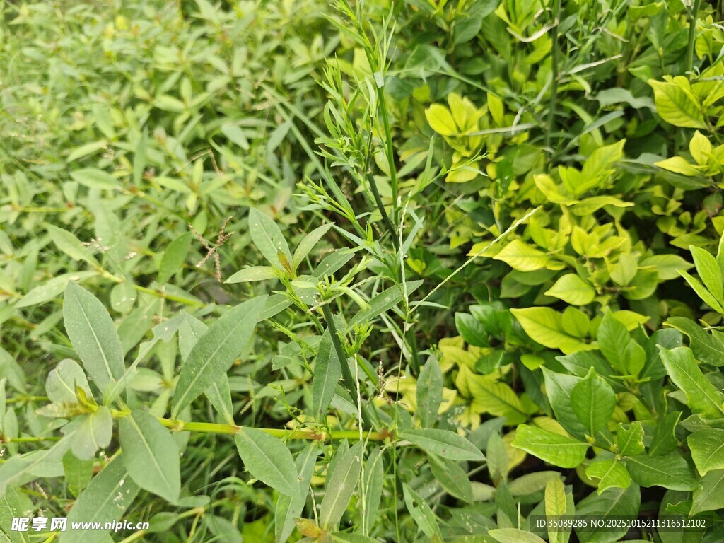 翠绿繁茂的植物景观