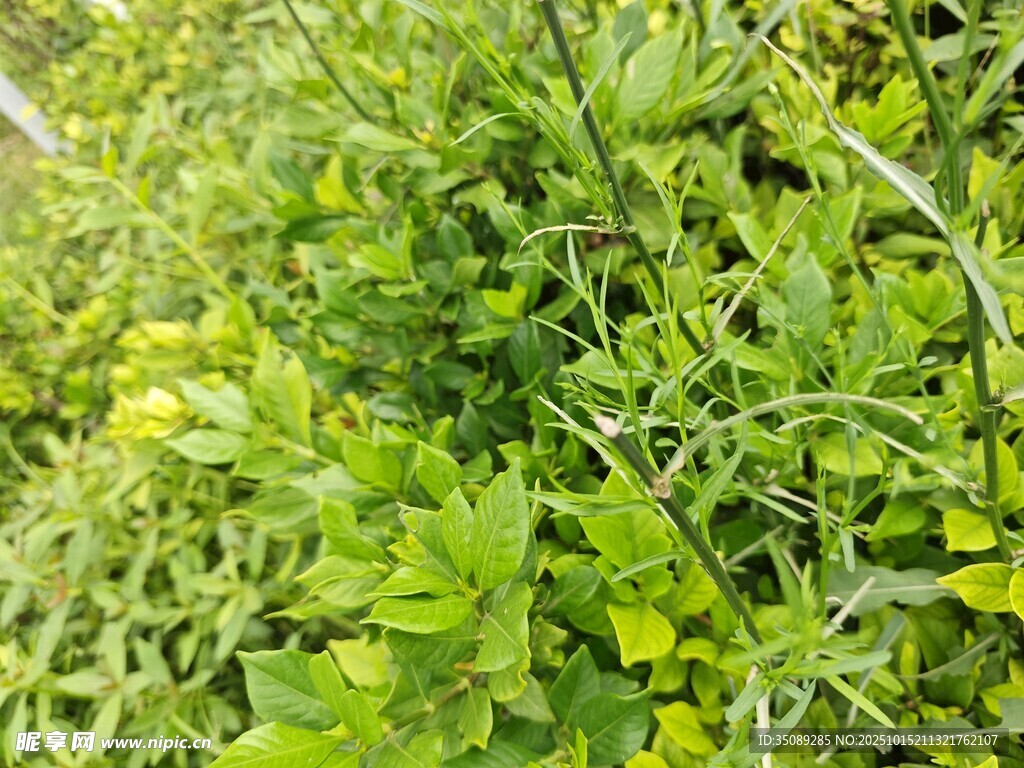 繁茂绿植生机盎然