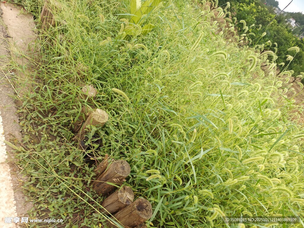 路边繁茂的绿色草丛