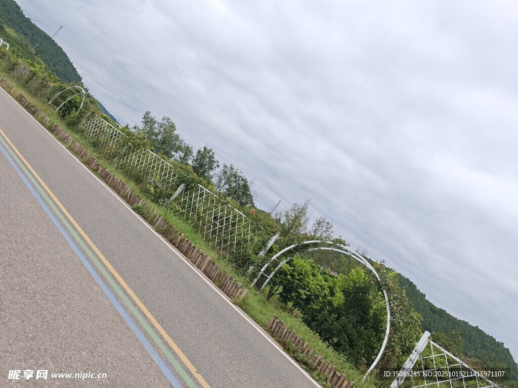 乡村公路旁的葱郁植被