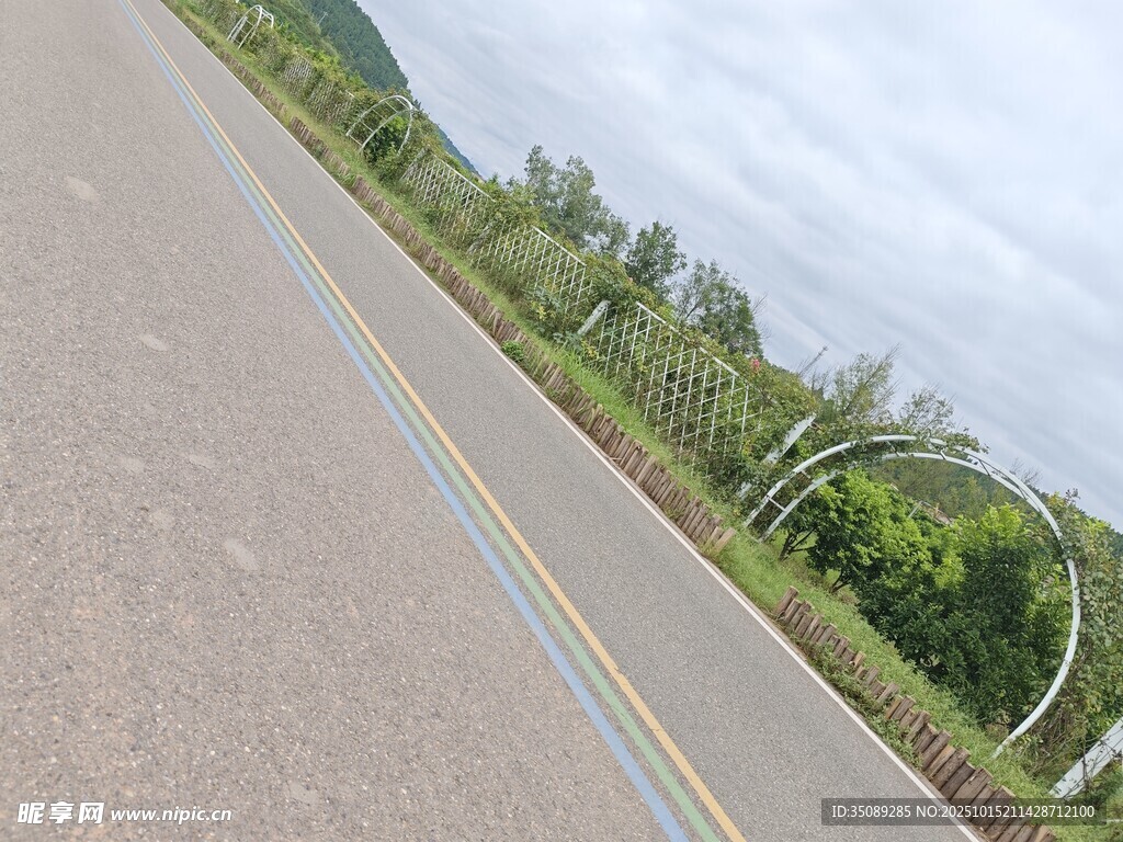 乡村公路旁的葱郁植被