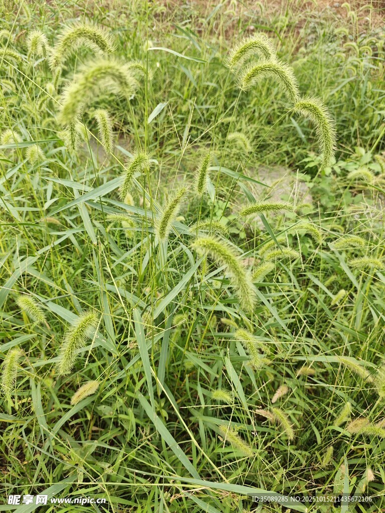 嫩绿麦苗生机盎然