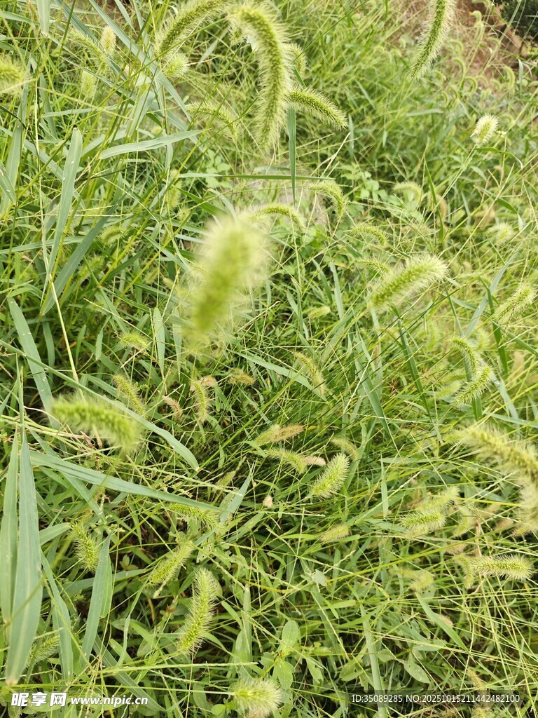 田野中的狗尾草
