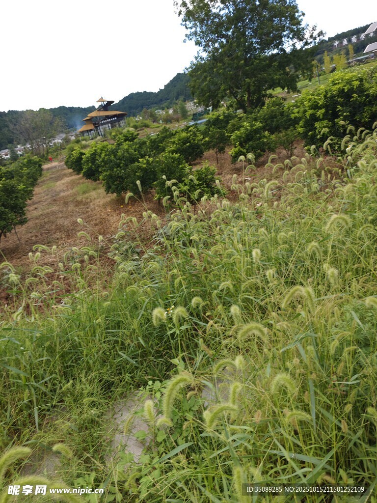 山坡绿植景观