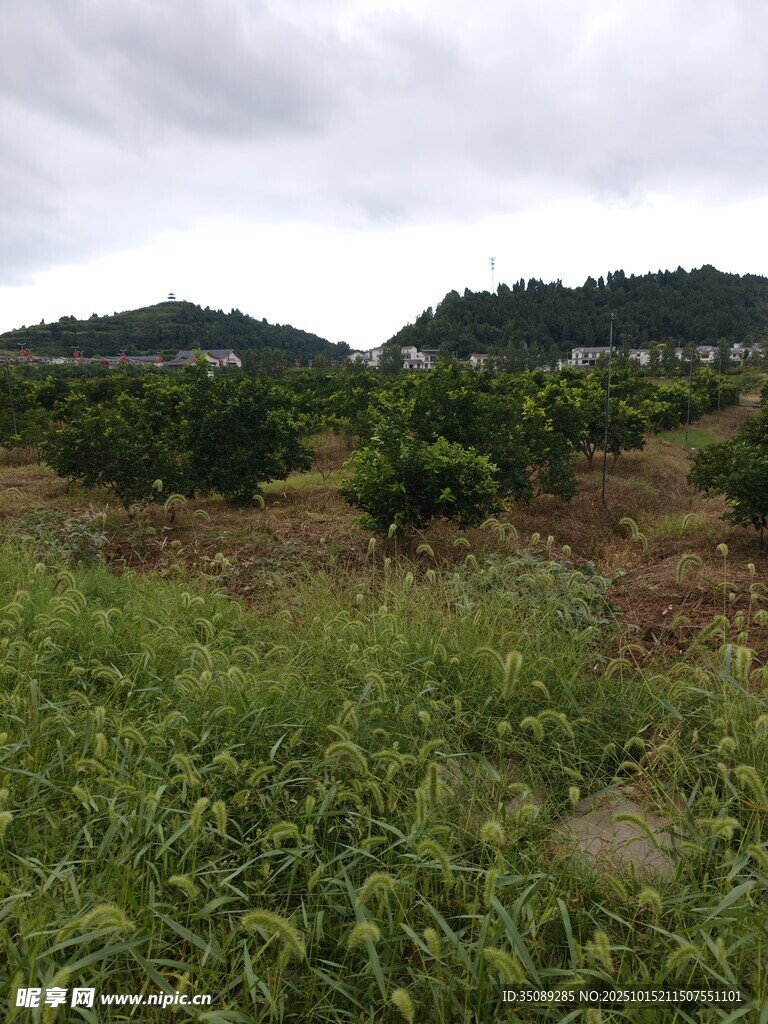 田园风光中的绿色田野