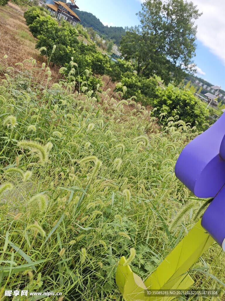 紫色小花绽放于绿野间