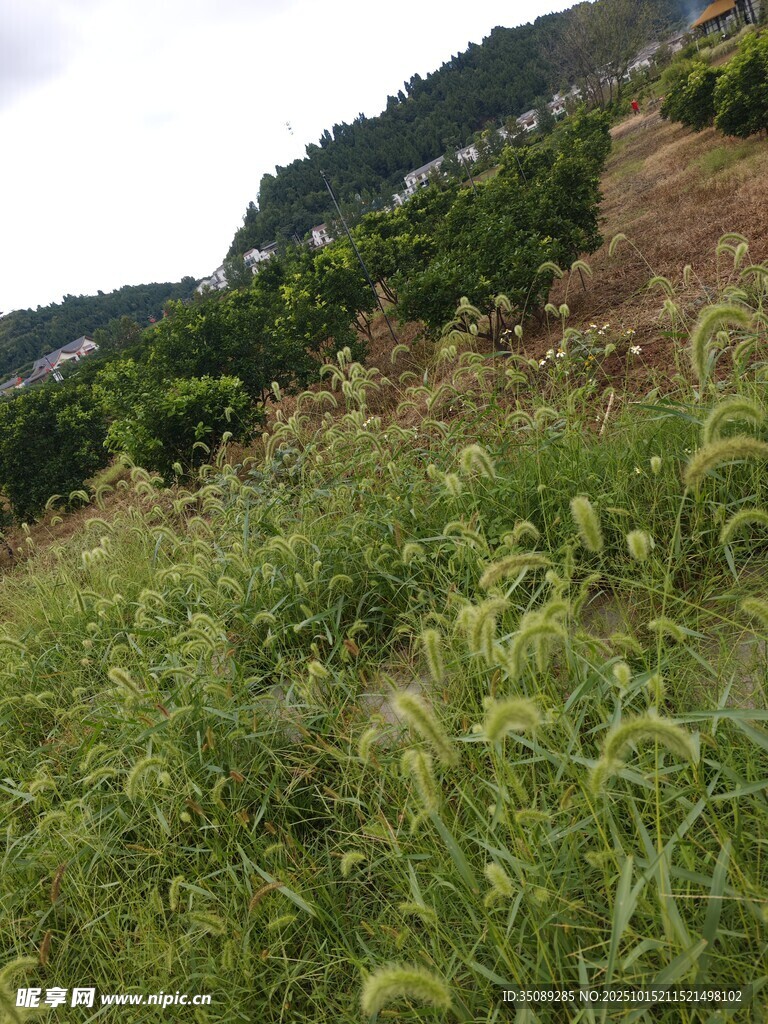 田野中的茂盛绿色植物