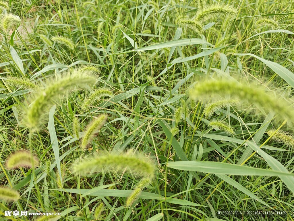 田野中的狗尾草