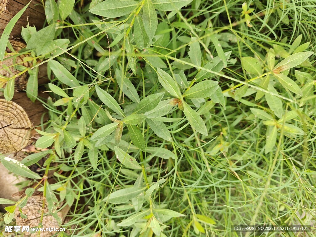 地面上的繁茂绿色植物