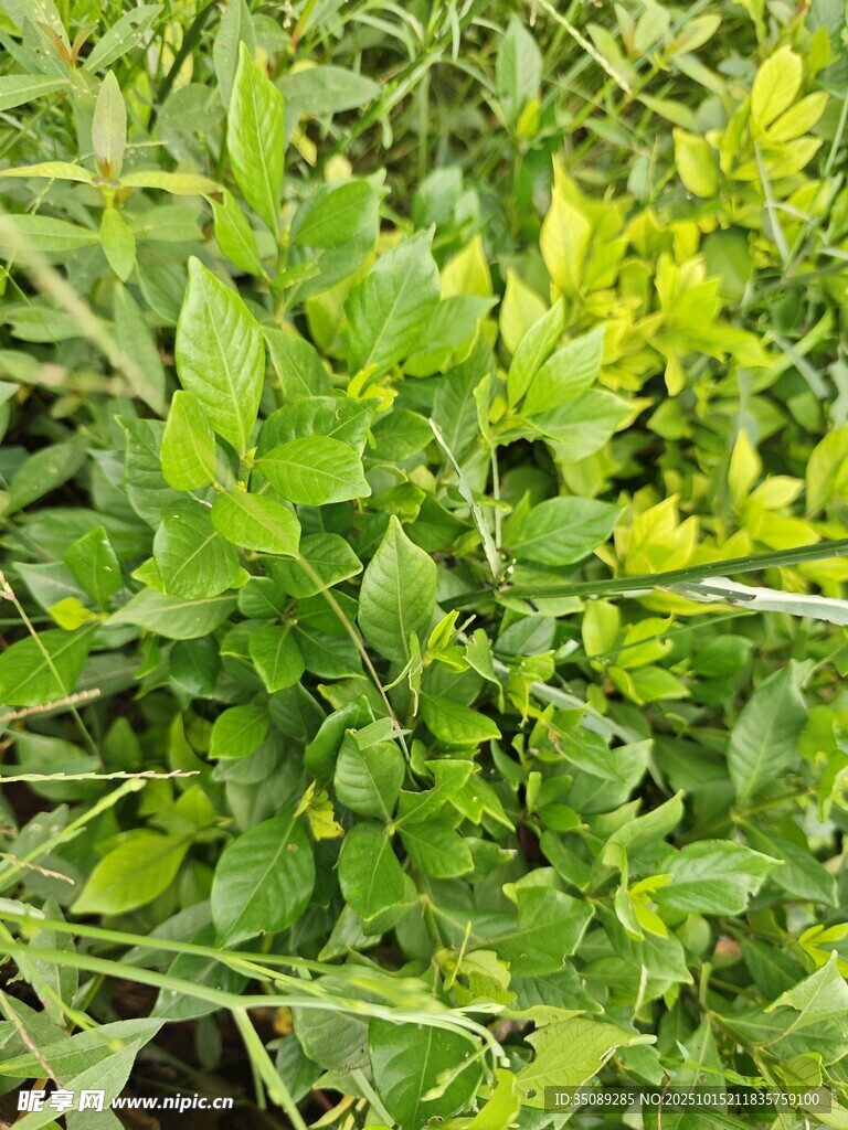 绿叶黄花的清新植物景观