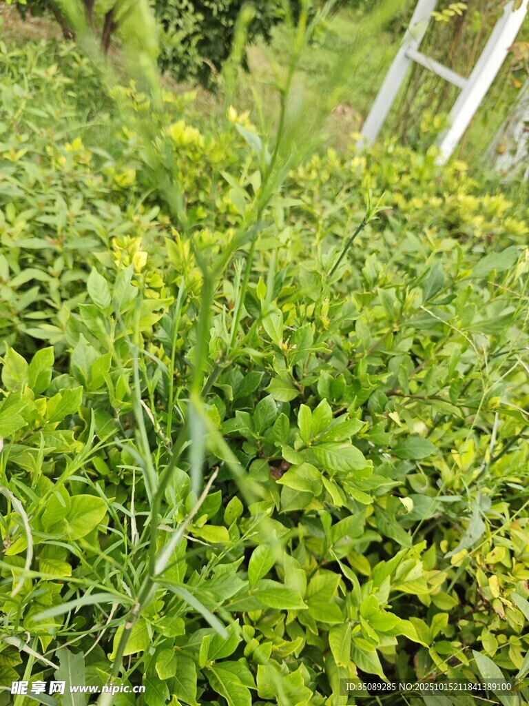 翠绿繁茂的植物景观