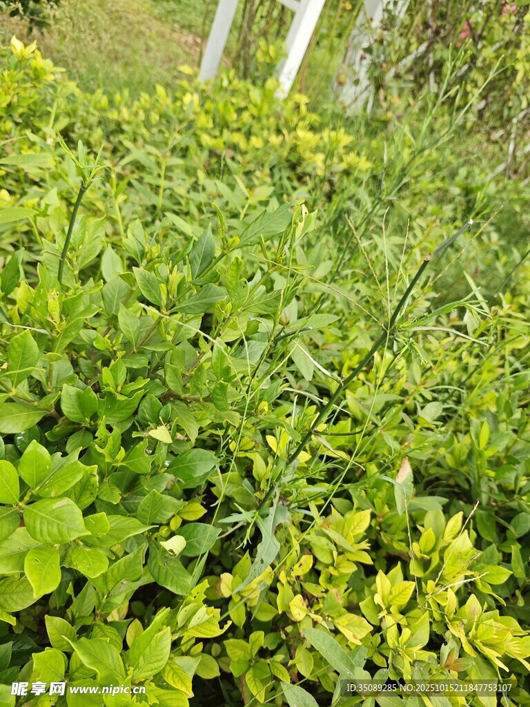 绿意盎然的植物景观