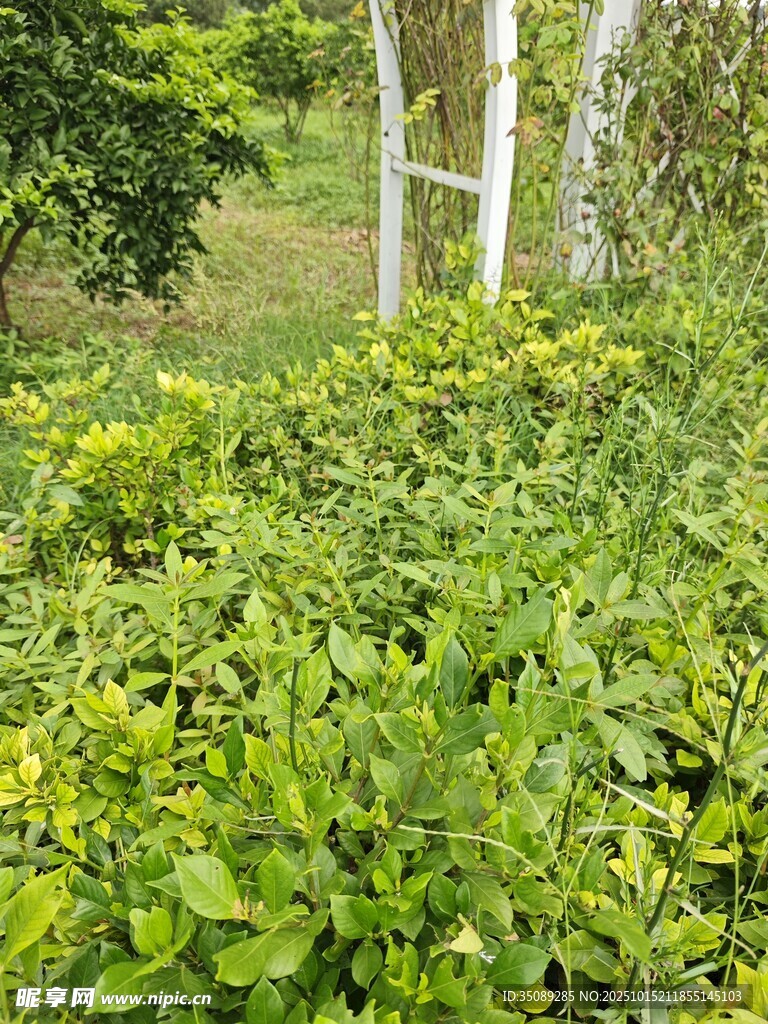 绿意盎然的植物景观