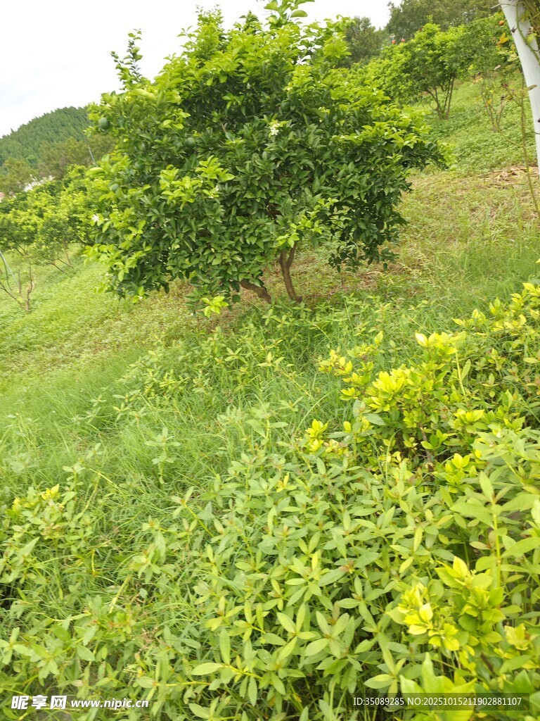 山坡上的翠绿树木与植被