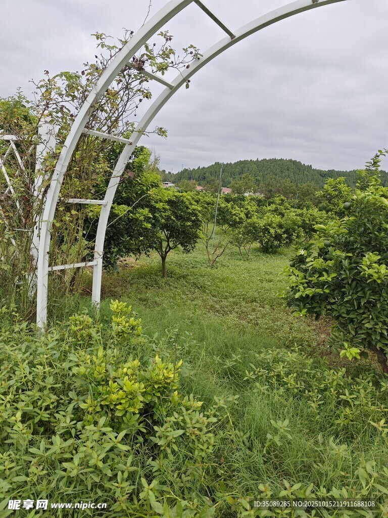 田园拱形架下的绿意风光