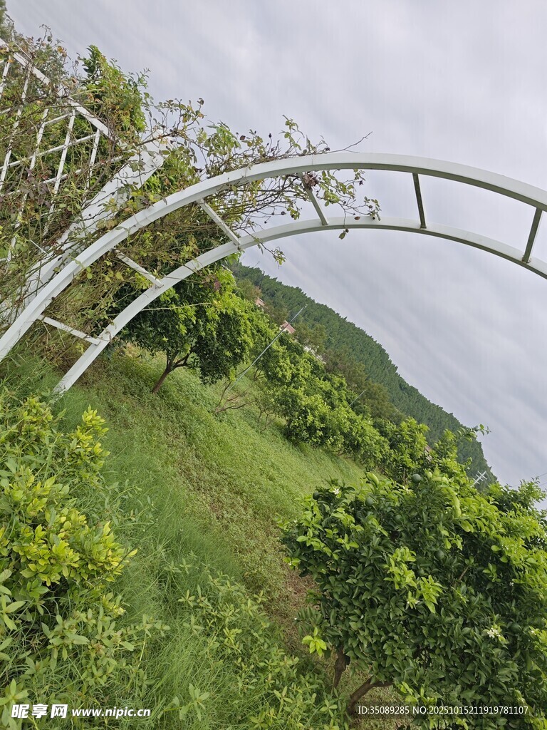 田园拱形架下绿意盎然
