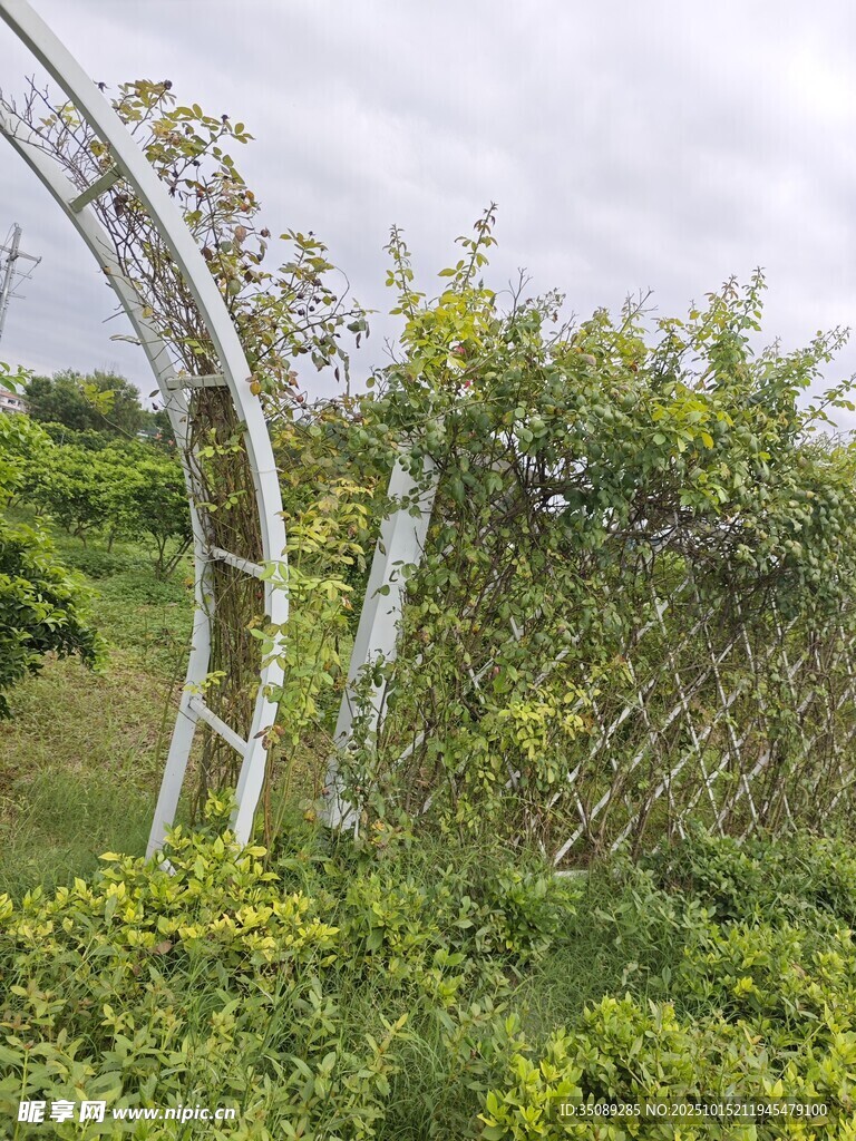 户外藤架绿植景观