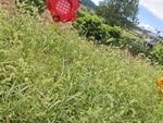 田野中的多彩景象