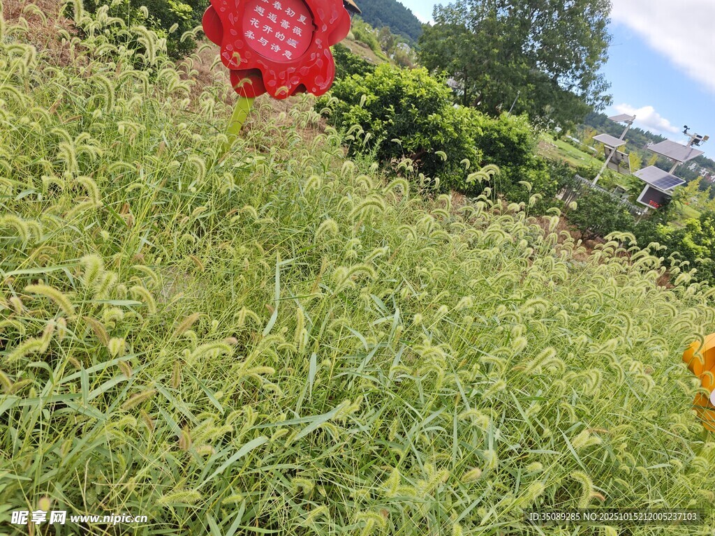 田野中的多彩景象