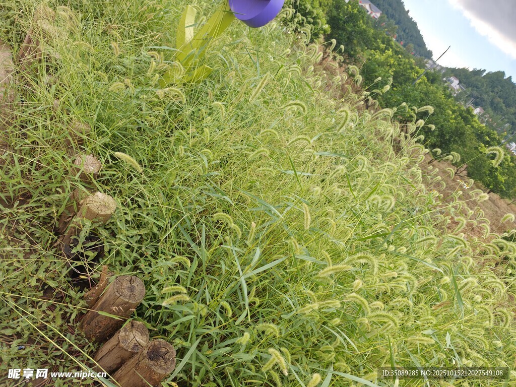 田间绿意盎然的杂草景观