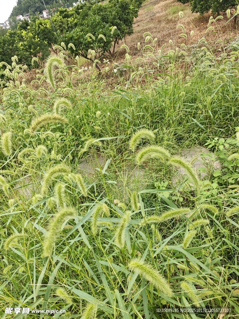 田野中的青葱麦苗