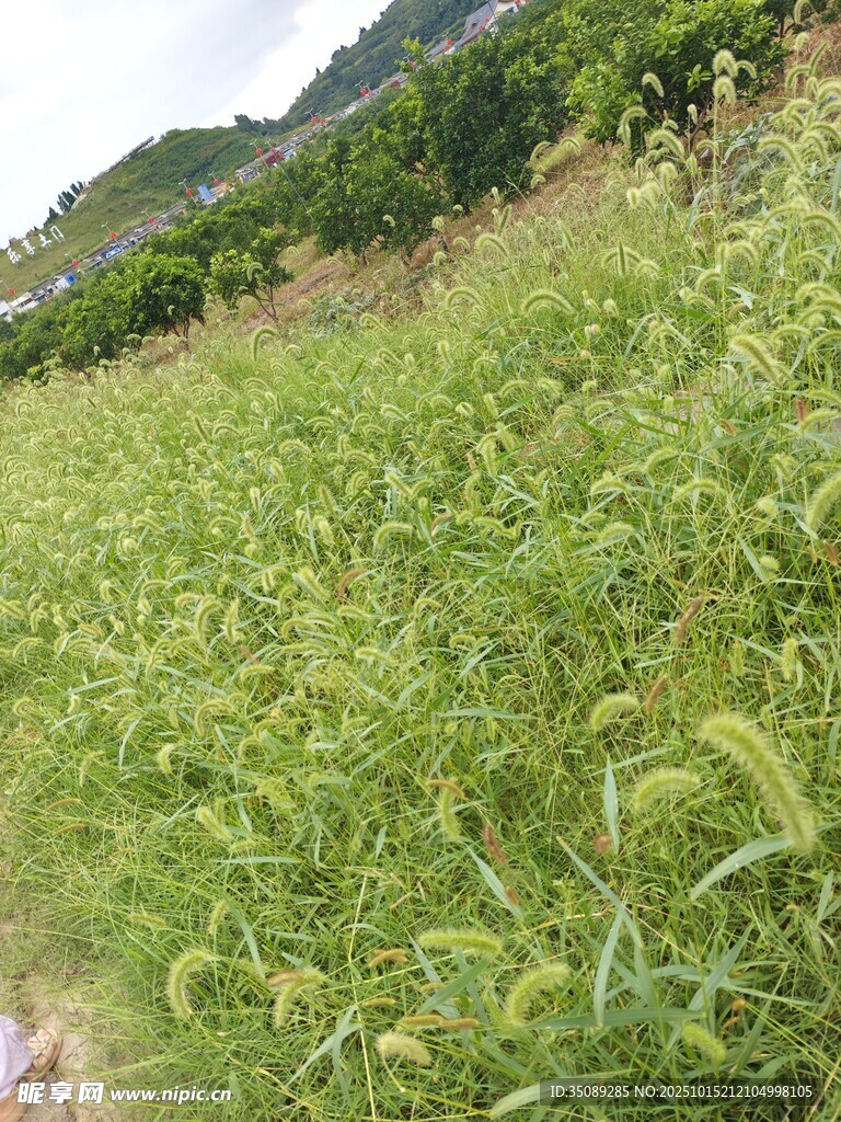 绿野小径自然清新之景