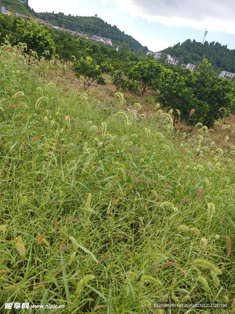 山坡上的繁茂绿色植物