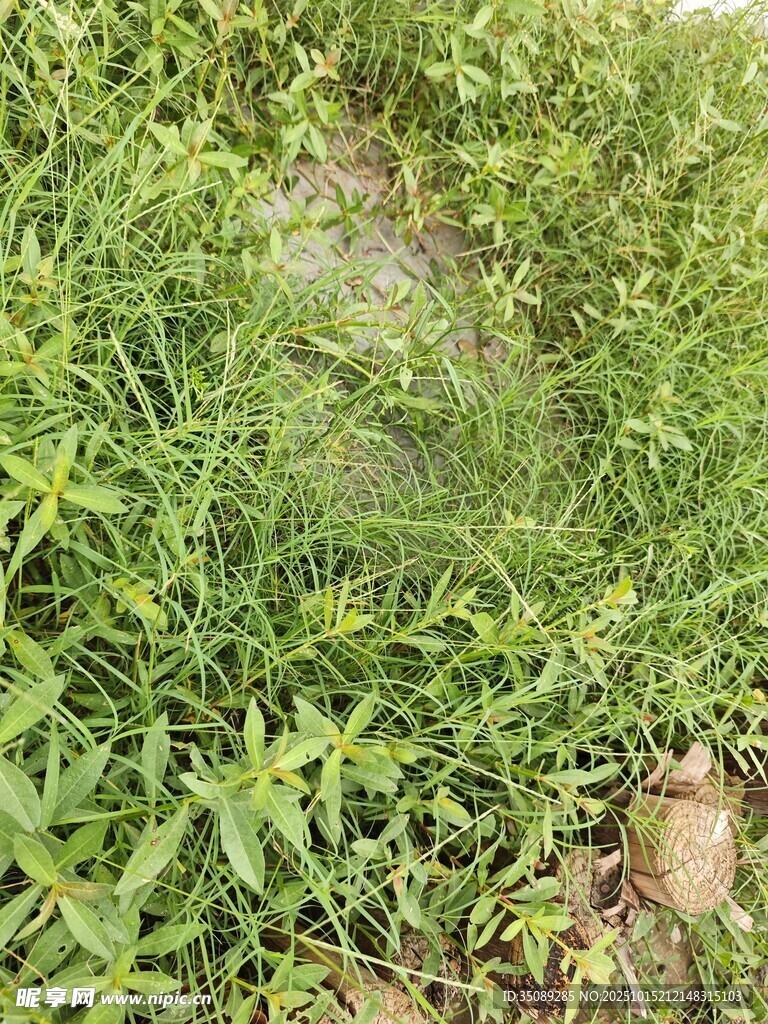 草丛中的隐蔽空间