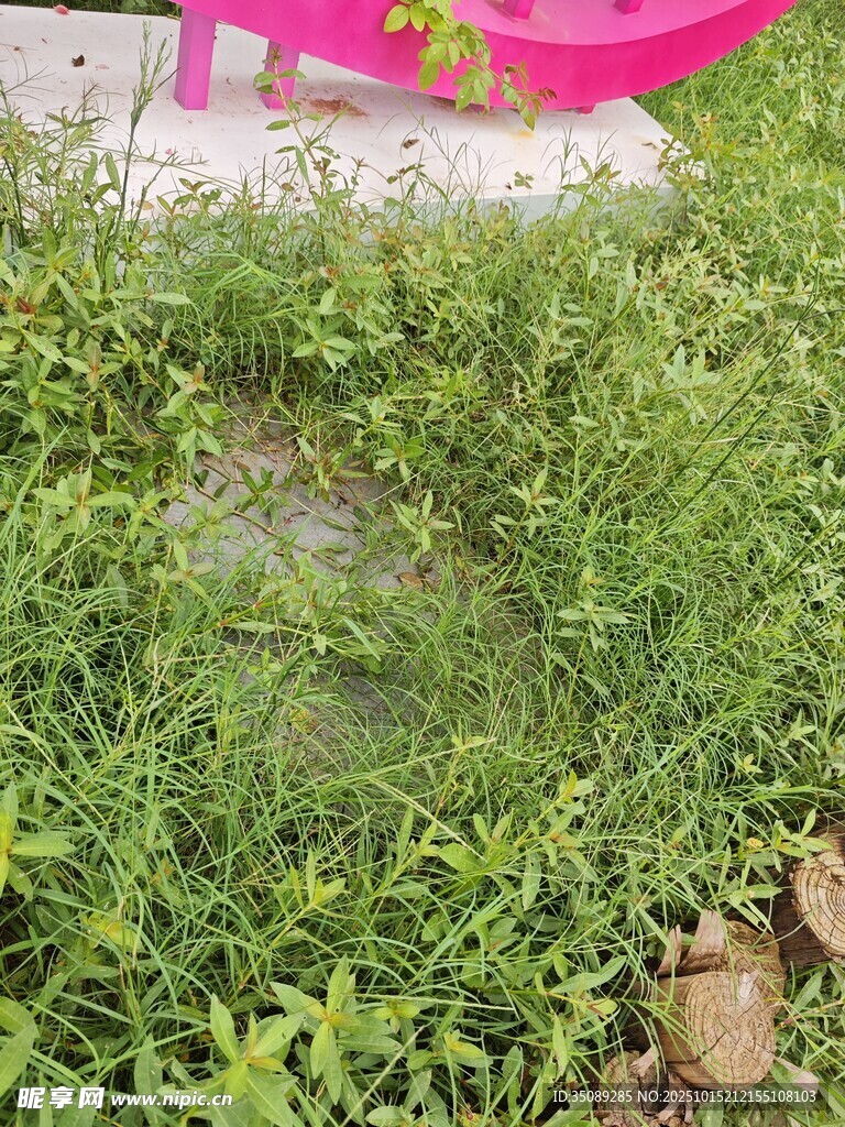 户外翠绿草地与石块